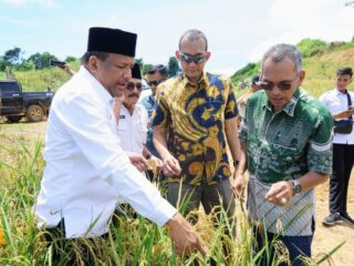 Sinergitas PTPN IV Regional VI Bersama Universitas Almuslim Bireuen Sukses Panen Raya Padi Gogo Seluas 30 Hektar 