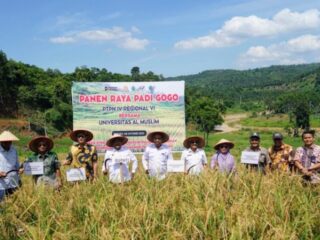 PTPN IV PalmCo Dorong Ketahanan Pangan Lewat Pola Tumpangsari dari Sawit Tumbuh Padi