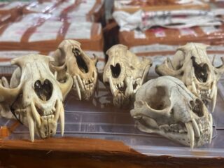 Tim Gabungan Bea Cukai Langsa Gagalkan Upaya Ekspor Ilegal Ratusan Satwa Liar Dilindungi