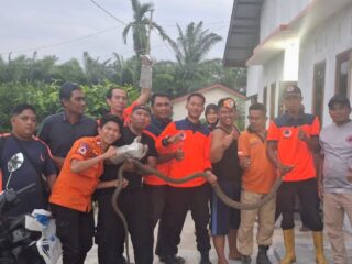 BPBD Kota Langsa Evakuasi Ular King Kobra Tiga Meter di Dapur Warga 