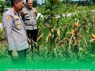 Kapolsek Siak Hulu Cek Perkembangan Tanaman Jagung Pipil Wujud Nyata Dukung Ketahanan Pangan