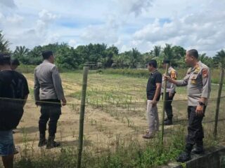 Komitmen Polri Dukung Ketahan Pangan, Polsek Tapung Cek Perkembangan Tumbuhan Jagung Pipil di Desa Batu Gajah