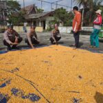 Kapolsek Tapung Cek Pengeringan Jagung Hasil Panen Kelompok Tani Berkah Maju Milik Bumdes Sei Lembu Makmur