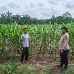 Polsek Perhentian Raja Periksa Tanaman Jagung Pipil Poktan, Lahan 1,25 Hektar Berkembang Optimal Dengan Metode Monokultur