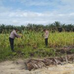 Pantau Pertumbuhan dan Perkembangan, Personil Polsek Siak Hulu Cek Lahan Jagung Pilpil, Siap Panen Bulan Juni Dukung Swasembada Pangan 2026