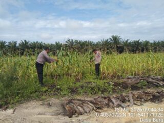Pantau Pertumbuhan dan Perkembangan, Personil Polsek Siak Hulu Cek Lahan Jagung Pilpil, Siap Panen Bulan Juni Dukung Swasembada Pangan 2026