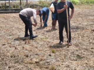 Polsek Kampar Garap 2 Hectar Lahan Untuk Penanaman Jagung, Dukung Program Asta Cita Ketahanan Pangan Desa Kayu Aro
