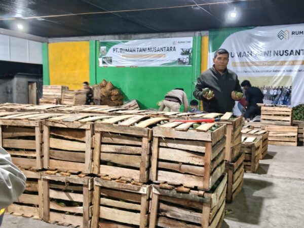 Helmi Ketua Rumah Tani Aceh Tengah : 100 Ton Alpokat Tembus Pasar Jawa-Bali