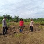 Wujudkan Swasembada Pangan, Polsek Tapung Cek Lahan untuk Tanam Jagung Pipil