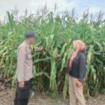 Bhabinkamtibmas Desa Tanah Merah Polsek Siak Hulu Lakukan Progres Pertumbuhan Tanam Jagung Pipil Wujudkan Swasembada Pangan