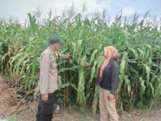 Bhabinkamtibmas Desa Tanah Merah Polsek Siak Hulu Lakukan Progres Pertumbuhan Tanam Jagung Pipil Wujudkan Swasembada Pangan