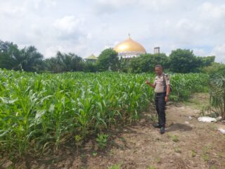 Wujud Nyata  Ketahanan Pangan Polsek Tapung Bhabinkamtibmas Desa Plambaian Monitoring Tanaman Jagung 