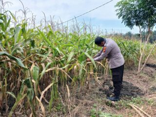 Bhabinkamtibmas Desa Indrapuri Monitor Jagung Pipil 1 Ha – Tanaman Sehat, Siap Panen Mei 2026 Dukung Ketahtanan Pangan