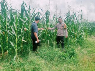 Polsek Bangkinang Barat Tinjau Lahan Jagung 2 Ha di PT SSA Dukung Swasembada Pangan Kampar