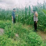 kapolsek Bangkinang Barat Lakukan Pengecekan Tanaman Jagung Pipil Kuartal I PT.Simas Sawit Aliantan di Desa Batu Langkah Kecil