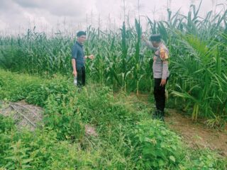 kapolsek Bangkinang Barat Lakukan Pengecekan Tanaman Jagung Pipil Kuartal I PT.Simas Sawit Aliantan di Desa Batu Langkah Kecil