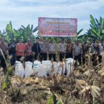 Polsek Siak Hulu Bersama Ponpes MIR Panen 1,3 Ton Jagung Pipil Quartal II