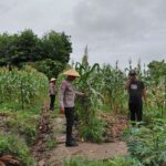 Kapolsek Tapung Lewat Bhabinkamtibmas Desa Karya Indah Terus Monitor Perkembangan Tanaman Jagung Pipil 1Ha, Dukung Swasembada Pangan 2026