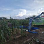 Dukung Swasembada Pangan Nasional Polsek Bangkinang Barat Cek Tanam Jagung Pipil Kuartal I di Desa Salo Timur akan Panen Bulan Juni 2026