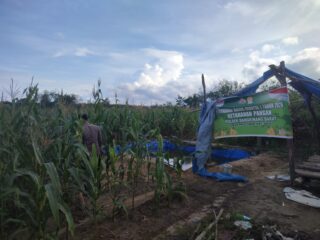 Dukung Swasembada Pangan Nasional Polsek Bangkinang Barat Cek Tanam Jagung Pipil Kuartal I di Desa Salo Timur akan Panen Bulan Juni 2026
