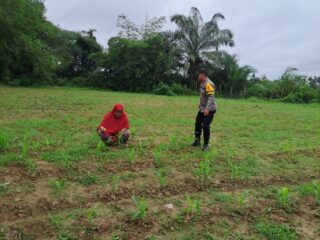 Polsek Bangkinang Barat Terus Monitoring Pertumbuhan Jagung Kuartal I di Desa Pulau Jambu untuk Dukung Ketahanan Pangan Nasional 2026