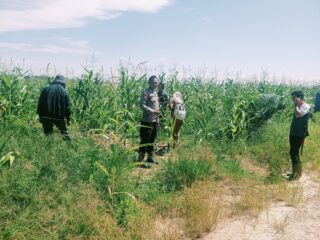 Ingin Panen Jagung Pipil Maksimal Polsek Bangkinang Barat Terus Pantau Perkembangan Jagung Pipil Kuartal I di PT.Simas Sawit Aliantan