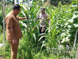 LAHAN TUMPANG SARI DESA TANDAN SARI BERHASIL – JAGUNG PIPIL TUMBUH SUBUR