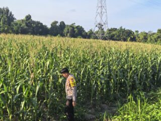 Mendukung Ketahanan Pangan Kapolsek Bangkinang Barat Terus Cek Tanaman Jagung Pipil Kuartal I di Desa Salo Timur