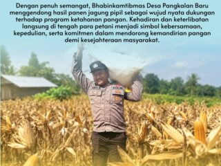 Bhabinkamtibmas Desa Pangkalan Baru Tunjukkan Dukungan Nyata terhadap Ketahanan Pangan melalui Panen Jagung Pipil