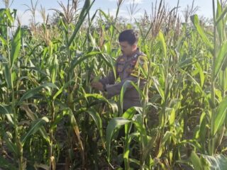 Pastikan Perkembangan Tanaman Jagung Pipil Kuartal I Bagus, Polsek Bangkinang Barat Terus Lakukan Monitoring di Desa Salo Timur