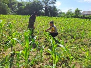 Polsek Bangkinang Barat Dukung Ketahanan Pangan Lewat Pendampingan di Lahan Jagung Pipil Kelompok Wanita Tani