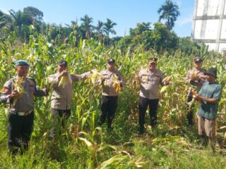 Monitoring Ketahanan Pangan, Polsek Ujung Batu Bantu Panen Jagung Pipil Petani