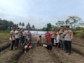 Swasembada Pangan, Polsek Tapung Kembali Lakukan Tanam Jagung Pipil di Desa Muara Mahat