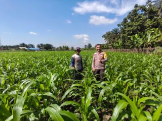 BHABINKAMTIBMAS PERHENTIAN RAJA CEK JAGUNG PIPIL 1,5 HA – TANAMAN BAIK, PREDIKSI PANEN SEPTEMBER 2026
