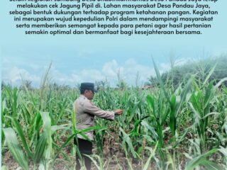 Bhabinkamtibmas Desa Pandau Jaya Aktif Dampingi Petani, Cek Kondisi Jagung Pipil Demi Dukung Ketahanan Pangan