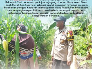 Polisi Cinta Petani, Bhabinkamtibmas Desa Tanah Merah Tinjau Lahan Jagung Warga
