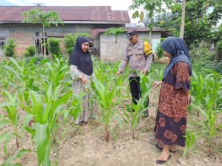 Cek Perkembangan Jagung Pipil Desa Pulau Jambu Terus di Lakukan Polsek Bangkinang Barat Wujudkan Swasembada Pangan
