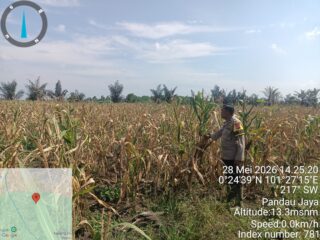 Bhabinkamtibmas Desa Pandau Jaya Cek Tanaman Jagung Pipil, Dukung Program Swasembada Pangan 2026