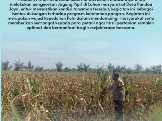 Bawah Terik Matahari, Bhabinkamtibmas Desa Pandau Jaya Tetap Semangat Dampingi Petani Jagung
