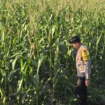 Polsek Bangkinang Barat Intensif Pantau Pertumbuhan Jagung Pipil Kuartal I di Desa Salo Timur Dukungan Ketahanan Pangan Nasional