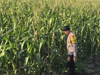 Polsek Bangkinang Barat Intensif Pantau Pertumbuhan Jagung Pipil Kuartal I di Desa Salo Timur Dukungan Ketahanan Pangan Nasional