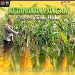 Bhabinkamtibmas Desa Pandau Jaya Monitoring Tanaman Jagung Pipil, Wujud Dukungan Polri terhadap Ketahanan Pangan Nasional