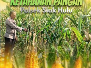 Bhabinkamtibmas Desa Pandau Jaya Monitoring Tanaman Jagung Pipil, Wujud Dukungan Polri terhadap Ketahanan Pangan Nasional