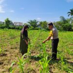 Kawal Ketahanan Pangan Bhabinkamtibmas Polsek Bangkinang Barat Cek Perkembangan Tanaman Jagung Pipil
