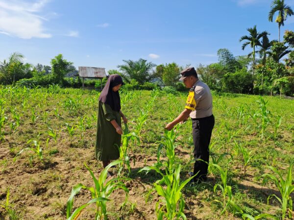 Kawal Ketahanan Pangan Bhabinkamtibmas Polsek Bangkinang Barat Cek Perkembangan Tanaman Jagung Pipil