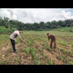 Polri Cinta Petani, Polsek Bangkinang Barat Pantau Perkembangan Tanaman Jagung Pipil di Desa Siabu Dukung Program Asta Cita