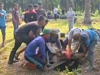 Wujud Peduli Sesama, PT CMN Kurban Lima Sapi di Hari Raya