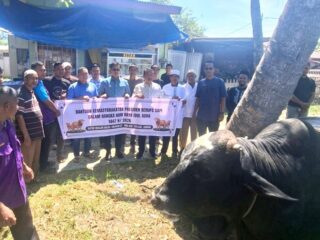 Wali Kota Langsa Salurkan Sapi Kurban Bantuan Presiden Seberat 904 Kg ke Gampong Tualang Teungoh 
