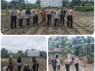 Polsek Perhentian Raja Garap 0,75 Hectar Lahan Untuk Penanaman Jagung Kuartal II, Dukung Swasmbada Pangan Desa Hangtuah