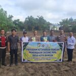 Kapolsek Tapung Hilir Ikut Penanaman Jagung Pipil 1 Ha Lahan Desa Kota Bangun di Danai Dana Desa 